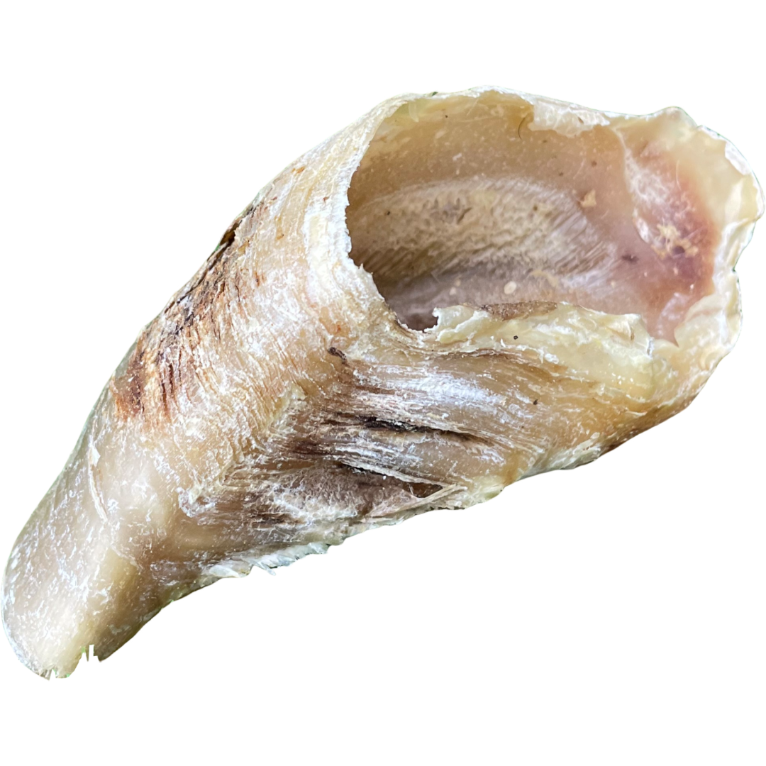 Beef Hoof Foot Dog Treat - 1pcs