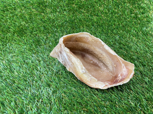 Beef Hoof Foot Dog Treat - 1pcs