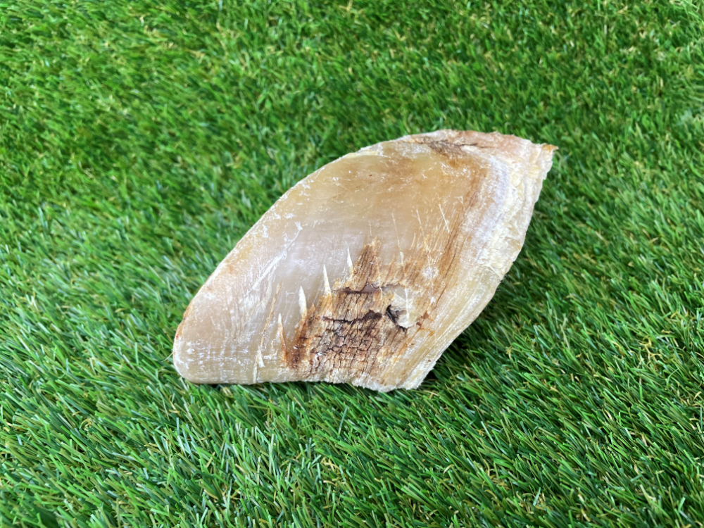 Beef Hoof Foot Dog Treat - 1pcs