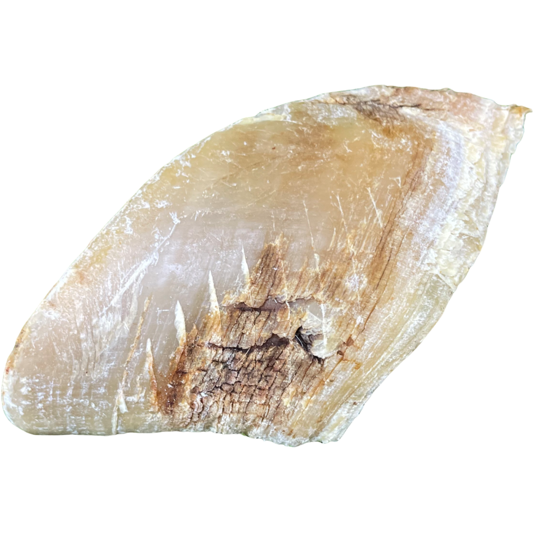 Beef Hoof Foot Dog Treat - 1pcs